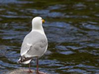 Larus smithsonianus Anchor Point, Homer, Alaska, USA 20140617_1241