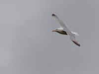 Larus smithsonianus ad 17-mile Lake, Denali Highway, Alaska, USA 20140627_0091