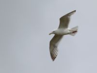 Larus smithsonianus ad 17-mile Lake, Denali Highway, Alaska, USA 20140627_0094