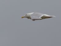 Larus smithsonianus ad 17-mile Lake, Denali Highway, Alaska, USA 20140627_0097