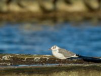 Leucophaeus atricilla ad Hanstholm, Thisted, Jylland, Denmark 20180107_0112