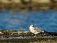 Leucophaeus atricilla ad Hanstholm, Thisted, Jylland, Denmark 20180107_0115