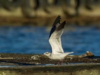 Leucophaeus atricilla ad Hanstholm, Thisted, Jylland, Denmark 20180107_0117