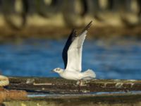 Leucophaeus atricilla ad Hanstholm, Thisted, Jylland, Denmark 20180107_0119