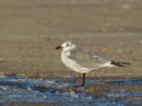 Leucophaeus atricilla ad Hanstholm, Thisted, Jylland, Denmark 20180107_0181