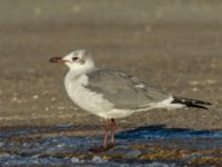 Leucophaeus atricilla ad Hanstholm, Thisted, Jylland, Denmark 20180107_0187