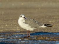 Leucophaeus atricilla ad Hanstholm, Thisted, Jylland, Denmark 20180107_0206