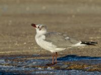 Leucophaeus atricilla ad Hanstholm, Thisted, Jylland, Denmark 20180107_0212