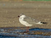 Leucophaeus atricilla ad Hanstholm, Thisted, Jylland, Denmark 20180107_0219