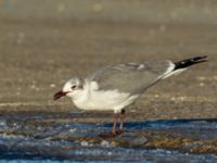 Leucophaeus atricilla ad Hanstholm, Thisted, Jylland, Denmark 20180107_0223