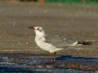 Leucophaeus atricilla ad Hanstholm, Thisted, Jylland, Denmark 20180107_0229