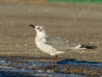 Leucophaeus atricilla ad Hanstholm, Thisted, Jylland, Denmark 20180107_0230