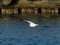 Leucophaeus atricilla ad Hanstholm, Thisted, Jylland, Denmark 20180107_0240