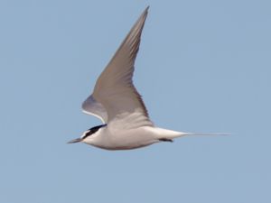 Onychoprion aleuticus - Aleutian Tern - Beringtärna