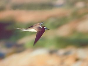 Onychoprion anaethetus - Bridled Tern - Tygeltärna