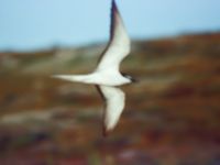 Onychoprion anaethetus ad Söskär, Mollön, Orust, Bohuslän, Sweden 19990703 (5)