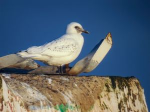 Pagophila eburnea - Ivory Gull - Ismås