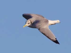 Rissa tridactyla - Black-legged Kittiwake - Tretåig mås