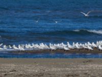 Larus hyperboreus barrovianus et Rissa tridactyla pollicaris Nome River mouth, Alaska, USA 20140619_0624