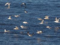 Larus hyperboreus barrovianus et Rissa tridactyla pollicaris Nome, Alaska, USA 20140619_0415