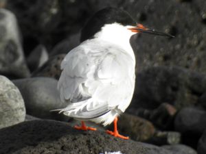 Sterna dougallii - Roseate Tern - Rosentärna