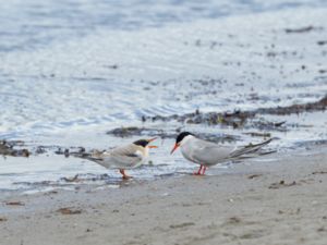 Sterna hirundo - Common Tern - Fisktärna