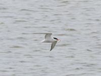 Sterna hirundo ad Fågeltornet, Klagshamns udde, Malmö, Skåne, Sweden 20240630_0058