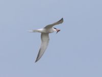 Sterna hirundo ad Terekudden, Bunkeflo strandängar, Malmö, Skåne, Sweden 20240706_0023