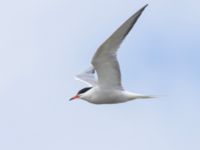 Sterna hirundo ad Tygelsjö ängar, Malmö, Skåne, Sweden 20240703_0036