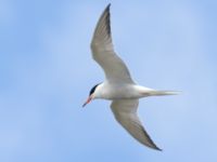 Sterna hirundo ad Tygelsjö ängar, Malmö, Skåne, Sweden 20240703_0040