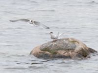 Sterna hirundo ad et 1cy Fågeltornet, Klagshamns udde, Malmö, Skåne, Sweden 20240630_0056