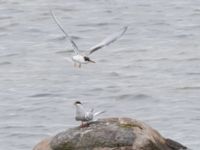 Sterna hirundo ad et 1cy Fågeltornet, Klagshamns udde, Malmö, Skåne, Sweden 20240630_0057