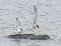 Sterna hirundo ad et 1cy Fågeltornet, Klagshamns udde, Malmö, Skåne, Sweden 20240630_0062