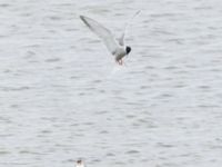 Sterna hirundo ad et 1cy Fågeltornet, Klagshamns udde, Malmö, Skåne, Sweden 20240630_0065