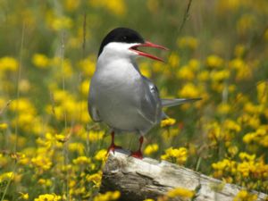 Sterna paradisaea - Arctic Tern - Silvertärna