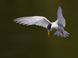 Sternula albifrons - Little Tern - Småtärna