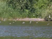 Sternula albifrons et hirundo Tarsus delta 20120706 209