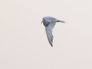 Sternula saundersi - Saunder's Tern - Saunders småtärna