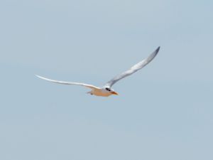 Thalasseus albididorsalis - West African Crested Tern - Guineatärna