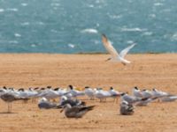 Thalasseus albididorsalis albididorsalis Dakhla Peninsula, Western Sahara, Morocco 20180218_0110