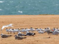 Thalasseus albididorsalis albididorsalis Dakhla Peninsula, Western Sahara, Morocco 20180218_0123