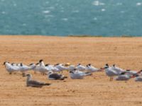 Thalasseus albididorsalis albididorsalis Dakhla Peninsula, Western Sahara, Morocco 20180218_0148