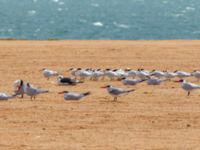 Thalasseus albididorsalis albididorsalis Dakhla Peninsula, Western Sahara, Morocco 20180218_0174