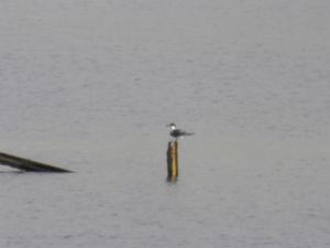 Thalasseus bergii - Greater Crested Tern - Tofstärna