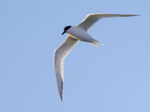 Thalasseus sandvicensis - Sandwich Tern - Kentsk tärna