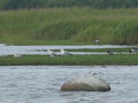 Thalasseus sandvicensis ad Terekudden, Bunkeflo strandängar, Malmö, Skåne, Sweden 20170711_0004