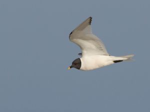 Xema sabini - Sabine's Gull - Tärnmås