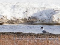 Xema sabini ad Freshwater Lake, Barrow, Alaska, USA 20140629_0054