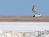 Xema sabini ad Freshwater Lake, Barrow, Alaska, USA 20140629_0115