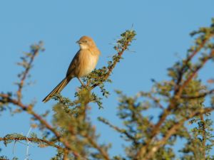 Turdoides fulva - Fulvous Babbler - Saharaskriktrast